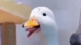 funny animals of the world zww animals????????