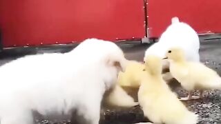 Cute baby animals video 2023