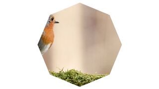 Best Flying Birds