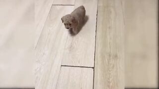 Cute Cat Must watch