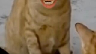 Cat fight funny video bangad Billa