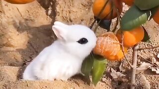 Rabbit ????