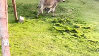 Donkey in fun