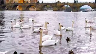 Swans swimming on the banks of a river