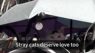 УЛИЧНИ КОТКИ