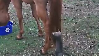 Fun   masti    FunVideo  funnyreels 225