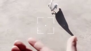 Love bird 4