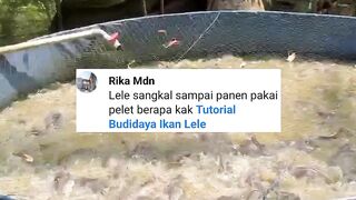 Pakan pelet untuk segmen pembesaran ikan lele dan pembenihan