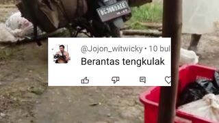 Sisi Positif dan Negatif Tengkulak ikan lele