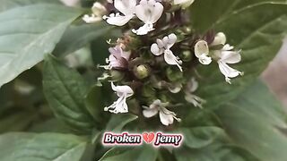Do logon mein sula karvane