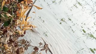 Snakes video