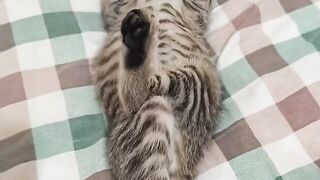 King cat