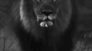 When A Lion Wants To Go Somewhere mindset lion shorts motivation
