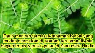 Manfaat Daun Meniran Untuk Kesehatan.