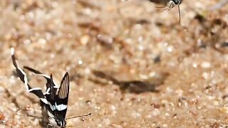 Video Dragontail Butterfly