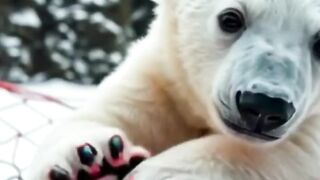 Polar Bears Heartwarming Rescue!