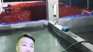 Manfaatkan ruang sempit untuk budidaya ikan lele dengan kolam kecil