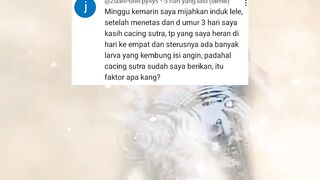 Pemijahan lele GAGALKoreksi apakah syaratnya sudah kalian penuhi atau belum