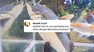 Keunikan lele RTC, ikan lele dari Amerika Selatan, bagaimana cara mijahkan nya