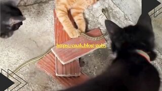 Baru beli kulkas, eh si kucing malah asik ngaca!