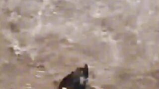 Hero Saves Entangled Seal on the Beach  Heartwarming Rescue Moment!