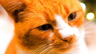 Cutest Animals in the World! 4K Ultra HD HDR Wildlife Video.