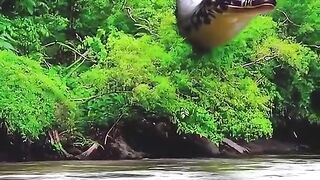 The Real Size of Prehistoric Animals  A Thread