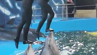 Dolfin 2