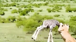 Tiger king 2