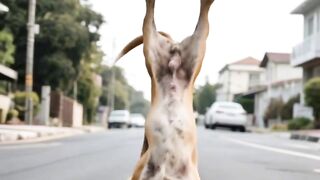 dog what a effort today