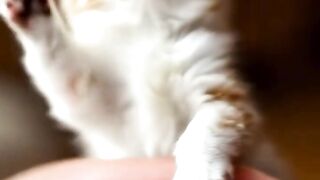 Cutest Tiny Kitten Ever! Youll Laugh and Melt  shorts viral viralvideo cute cuteanimals
