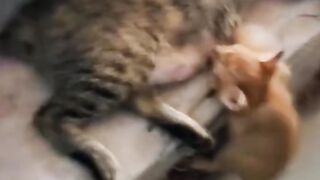 ВЕСЕЛИ КОТЕШКИ МОМЕНТИ