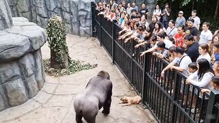 Loving Animal