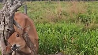 video penyelamatan sapi