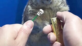 Fun   masti    FunVideo  funnyreels 244