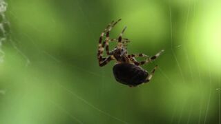 Spider 4