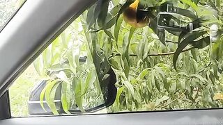 Orange  stuck in car window