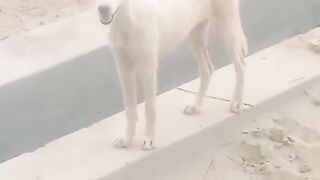 A dog xxxxyyy so xl so
