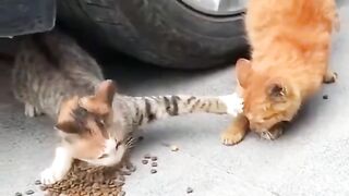 Food fighting with cats