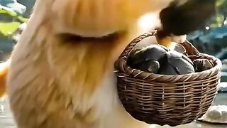 Cat food 3
