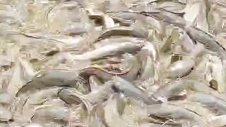 Ikan lele lambat tumbuh, perhatikan 4 hal ini