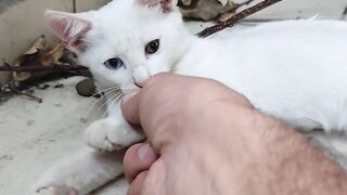 White cat.