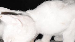 Hungry kittens. 2