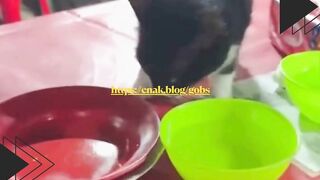 Mukanya udah penuh harap liatin makanan, tapi pas ditanya malah pura-pura nggak ngaku!