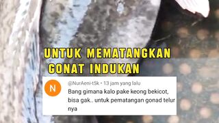 Agar induk lele cepat matang gonad, berikan 2 jenis pakan ini