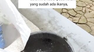 Manfaat kapur dolomit untuk kolam lele