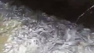 Kapan melakukan pergantian air kolam lele