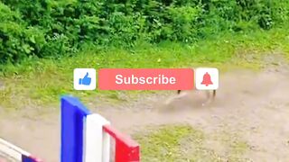 Incredible Dog Long Jump Caught on Camera!