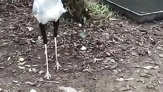 Bird prayer 2