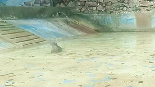 Cute animals eat fish